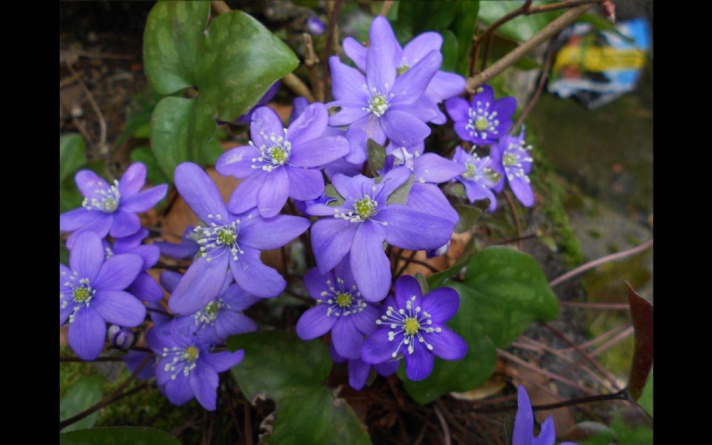 Sant''Anna di Stazzema (LU) : Hepatica nobilis